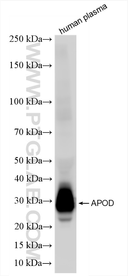 Western Blot (WB) analysis of human plasma using APOD Recombinant monoclonal antibody (86500-2-RR)