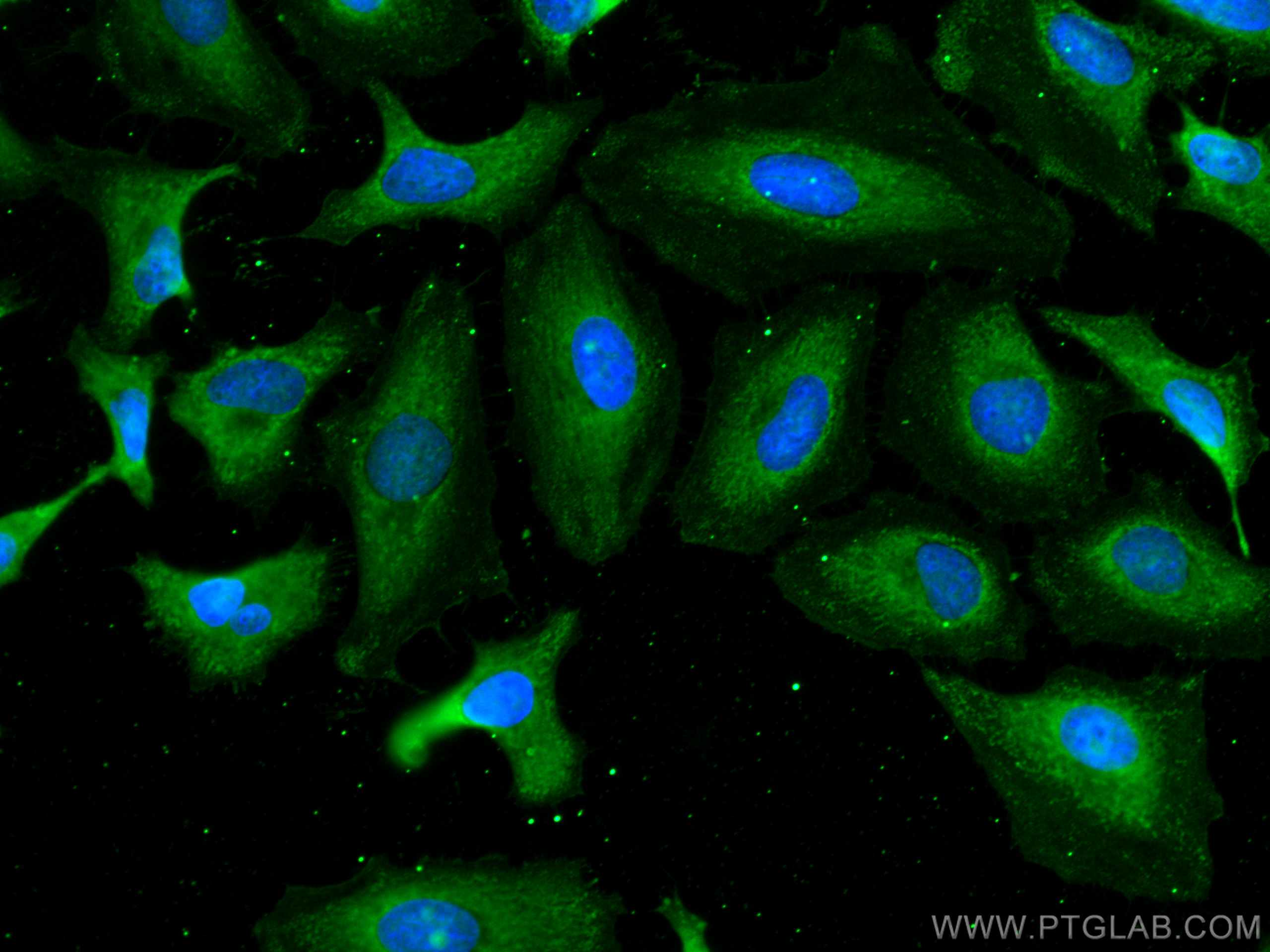 Immunofluorescence (IF) / fluorescent staining of HeLa cells using CoraLite® Plus 488-conjugated APOD Monoclonal anti (CL488-66215)