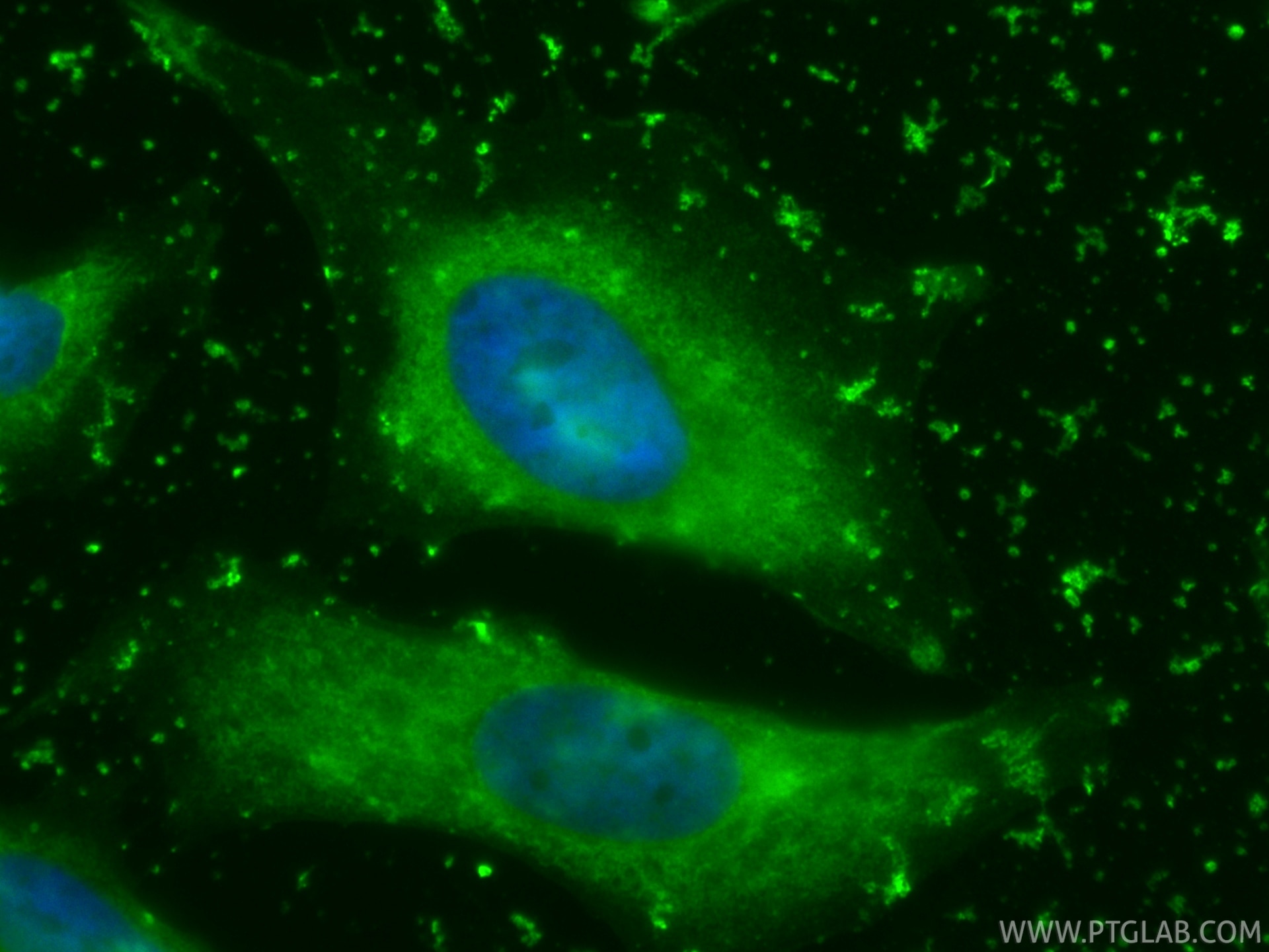 Immunofluorescence (IF) / fluorescent staining of HeLa cells using CoraLite® Plus 488-conjugated APOD Recombinant mon (CL488-86500-2)