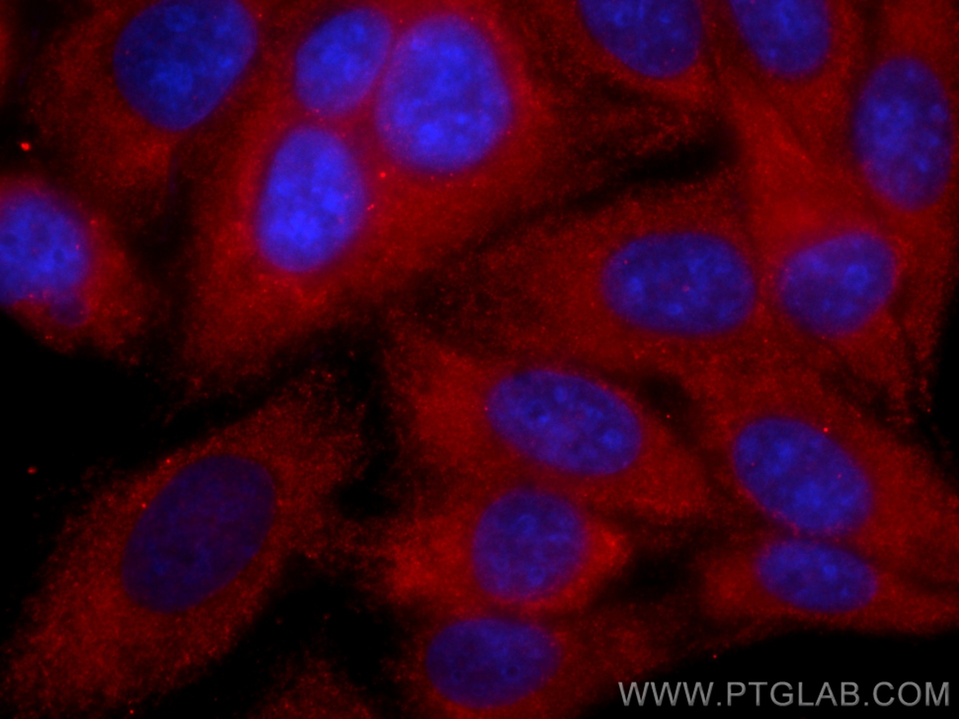 Immunofluorescence (IF) / fluorescent staining of HepG2 cells using CoraLite®594-conjugated APOD Monoclonal antibody (CL594-66215)