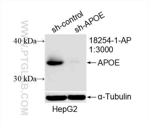 Western Blot (WB) analysis of HepG2 cells using APOE Polyclonal antibody (18254-1-AP)