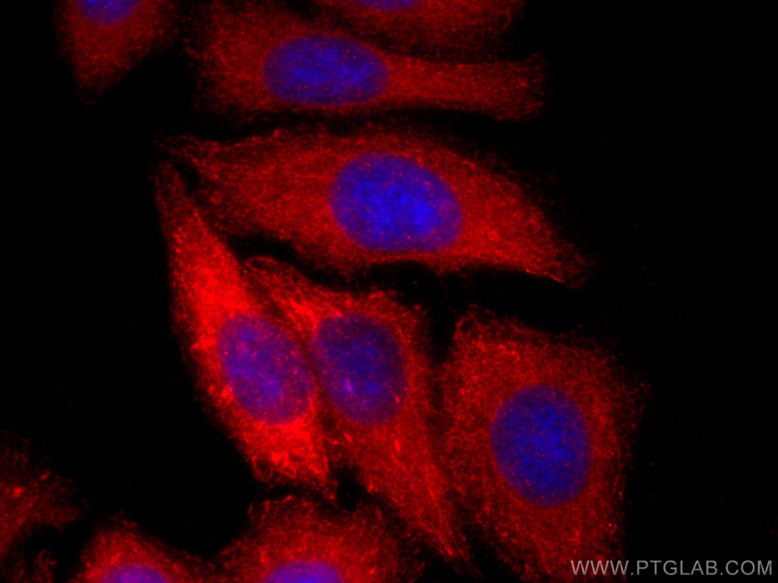 Immunofluorescence (IF) / fluorescent staining of HepG2 cells using APOE Polyclonal antibody (30535-1-AP)