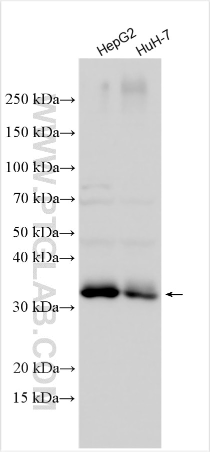 WB analysis using 30535-1-AP