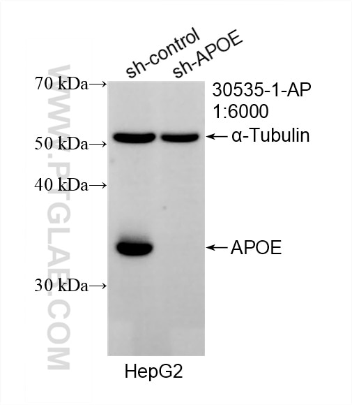 Western Blot (WB) analysis of HepG2 cells using APOE Polyclonal antibody (30535-1-AP)