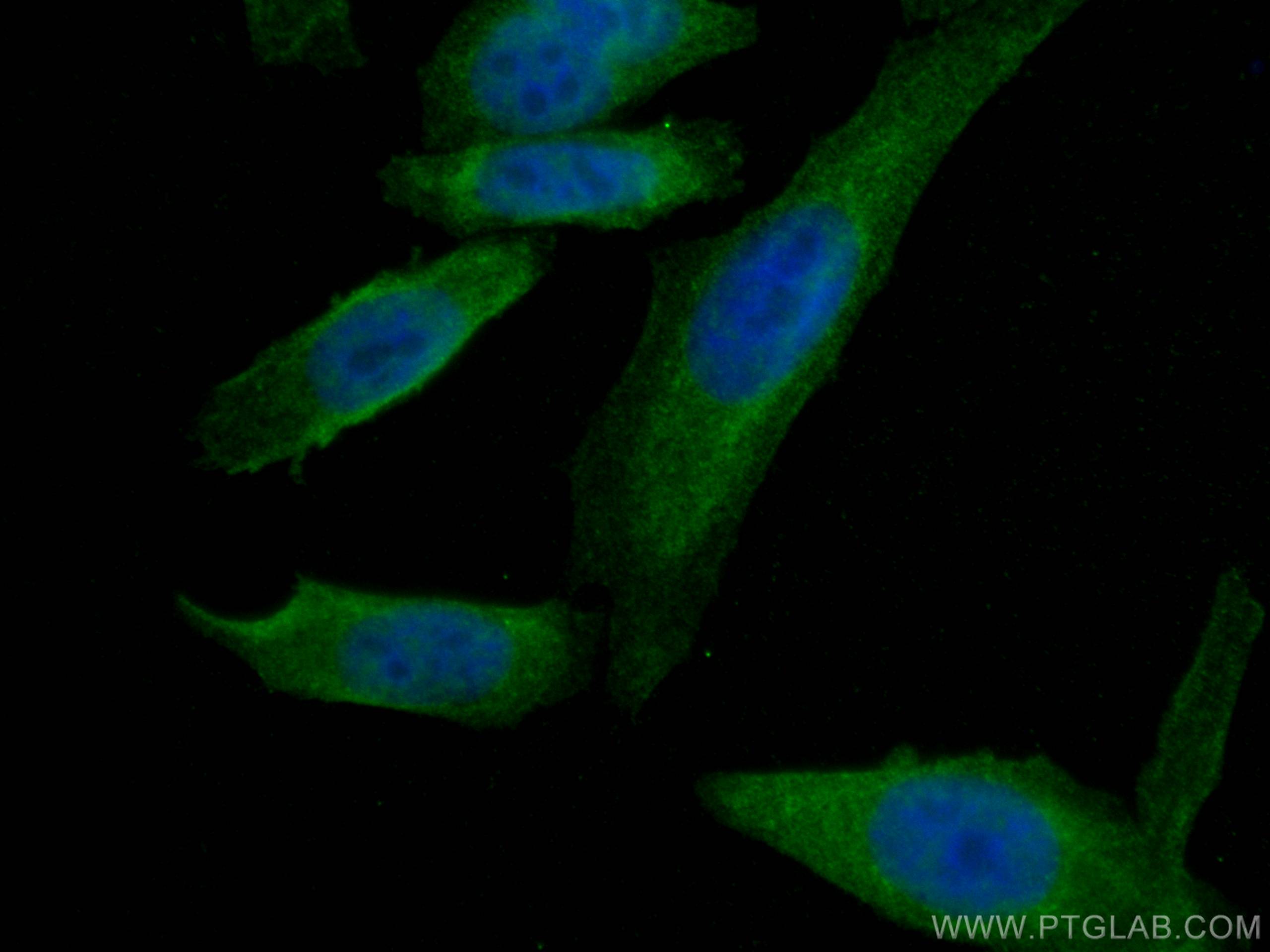 Immunofluorescence (IF) / fluorescent staining of HepG2 cells using APOE Monoclonal antibody (66830-1-Ig)
