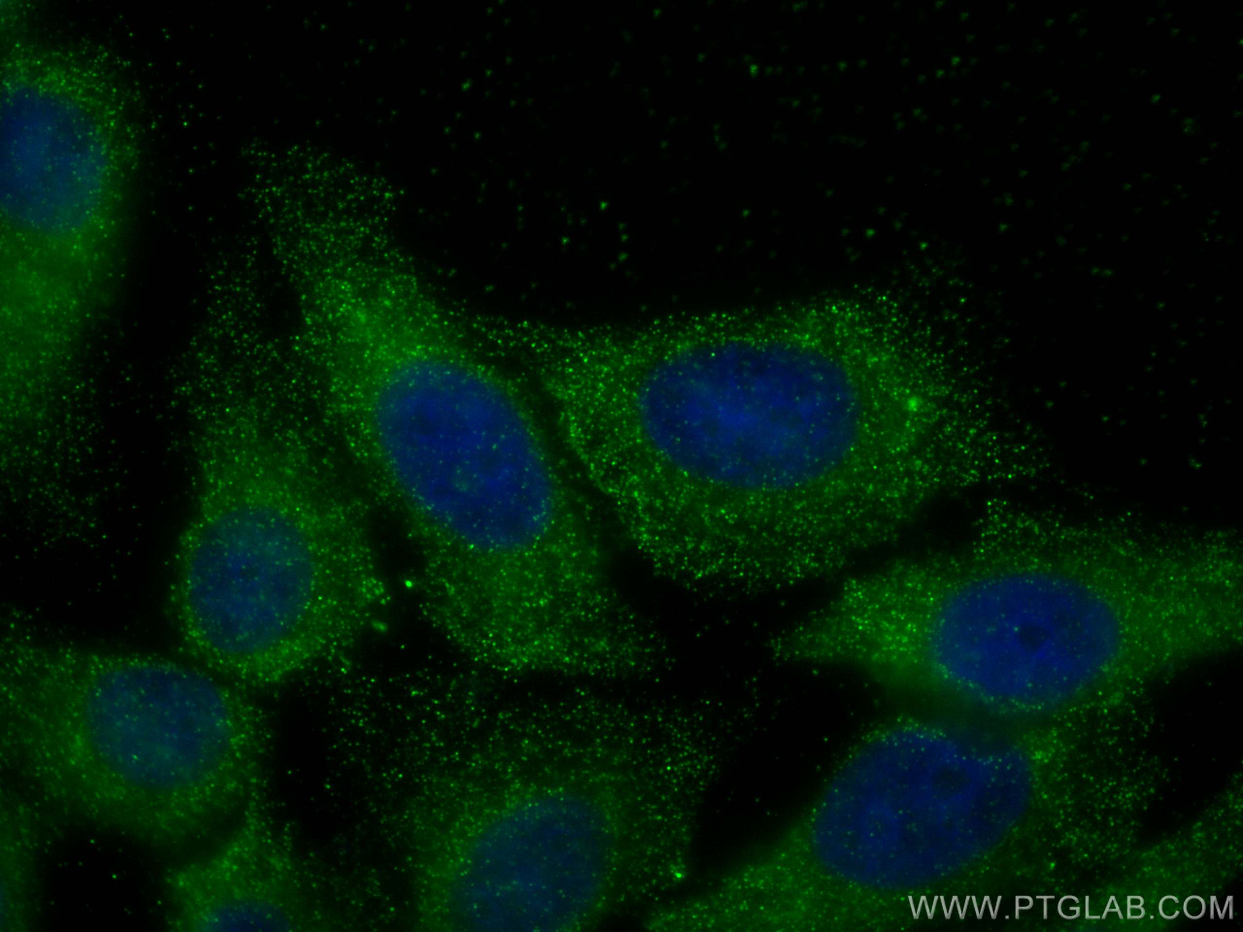 Immunofluorescence (IF) / fluorescent staining of HepG2 cells using APOE Monoclonal antibody (66830-1-Ig)
