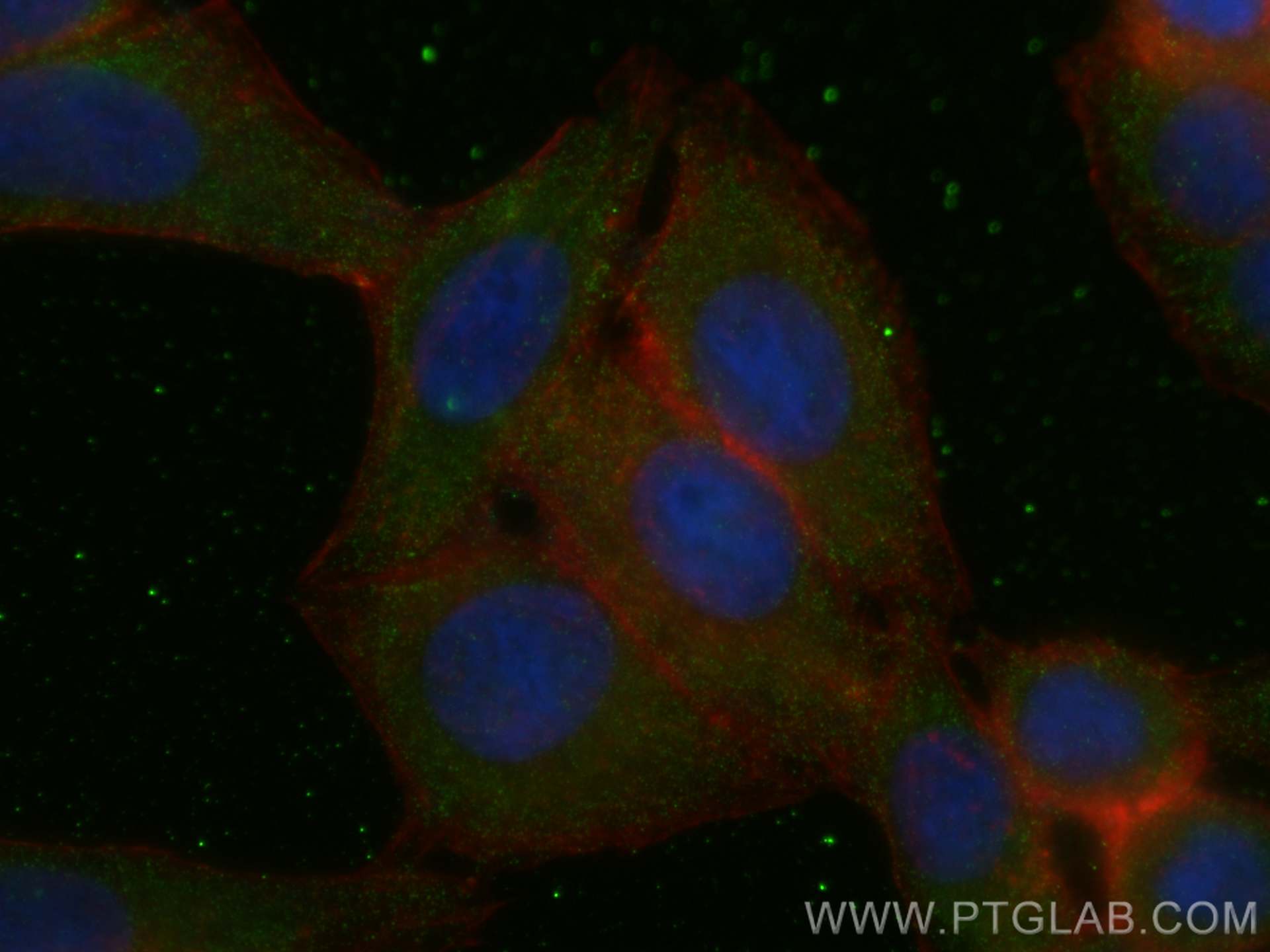 Immunofluorescence (IF) / fluorescent staining of HepG2 cells using APOE Monoclonal antibody (66830-1-Ig)
