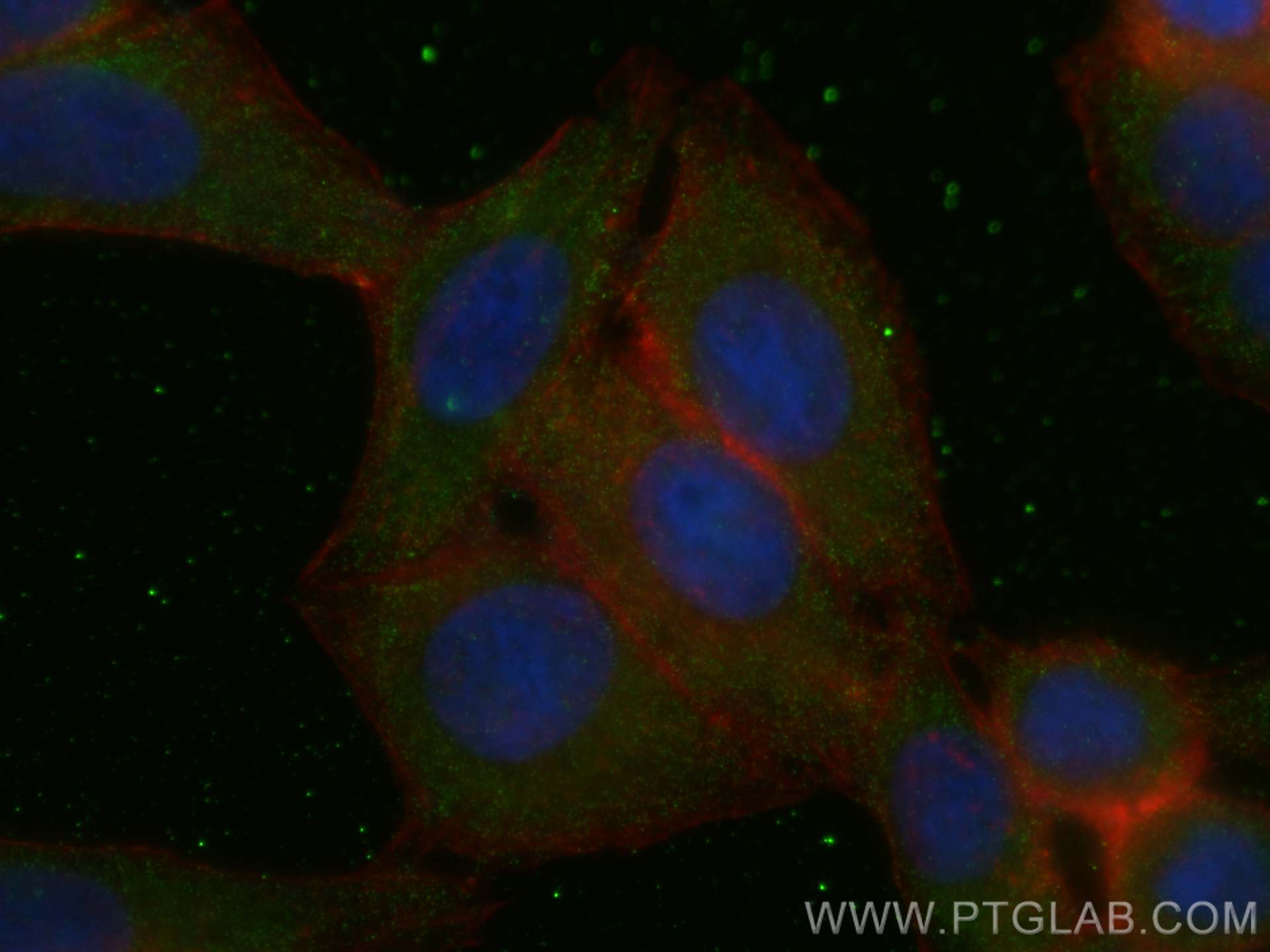 IF Staining of HepG2 using 66830-1-Ig