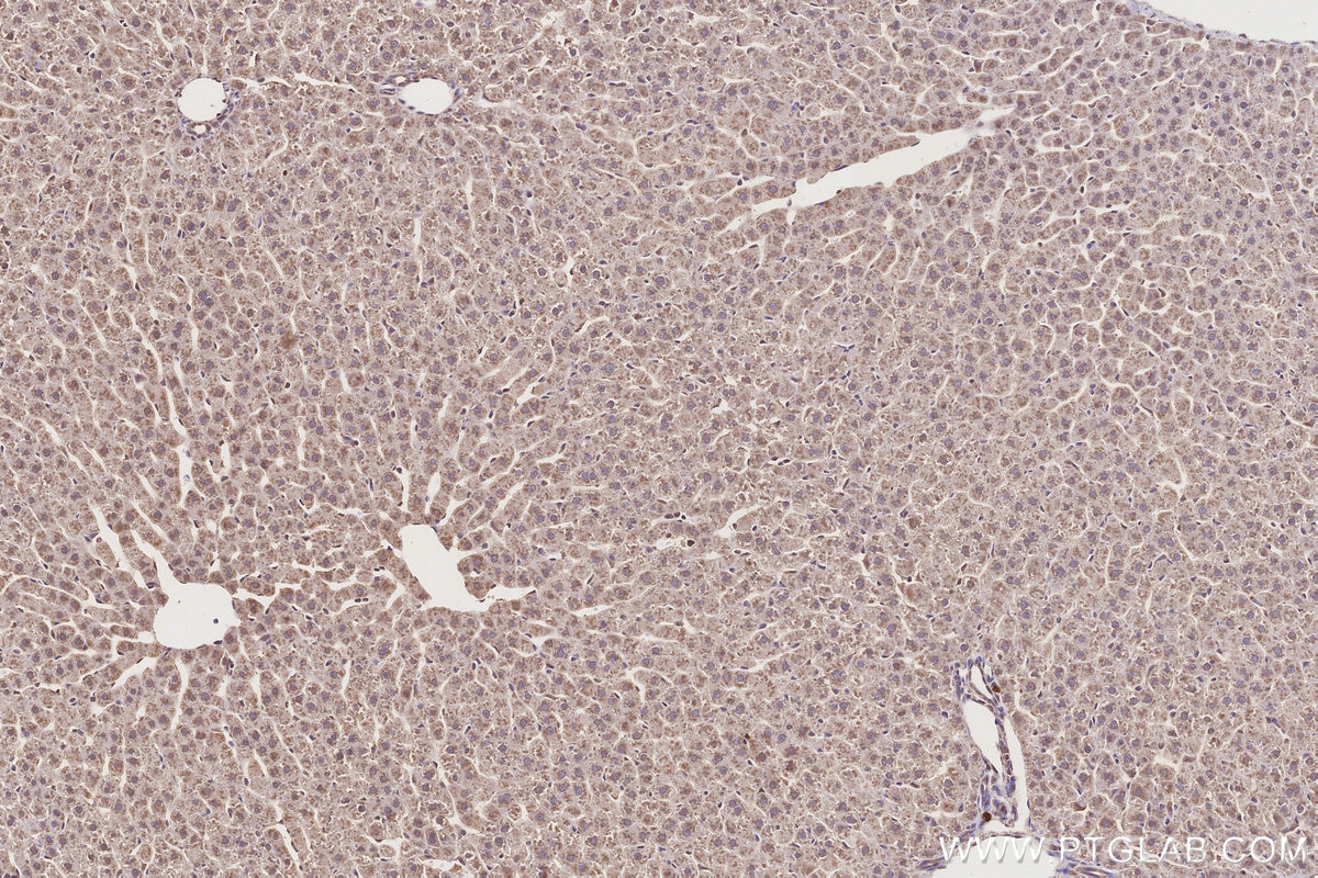 Immunohistochemical analysis of paraffin-embedded rat liver tissue slide using 66830-1-Ig (APOE antibody) at dilution of 1:1000 (under 10x lens). Heat mediated antigen retrieval with Tris-EDTA buffer (pH 9.0). Immunohistochemistry (IHC) staining of rat liver tissue using APOE Monoclonal antibody (66830-1-Ig)