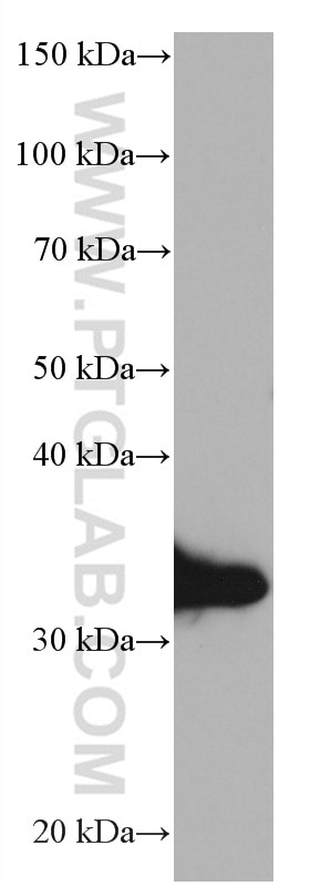 Western Blot (WB) analysis of human blood using APOE Monoclonal antibody (66830-1-Ig)