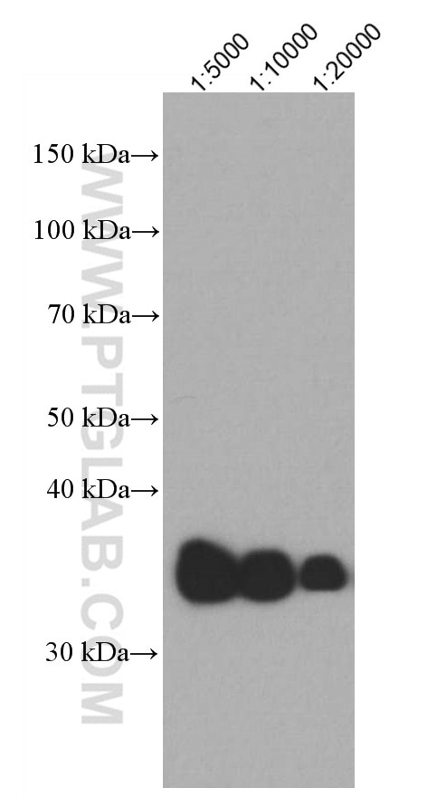 Western Blot (WB) analysis of human plasma using APOE Monoclonal antibody (66830-1-Ig)