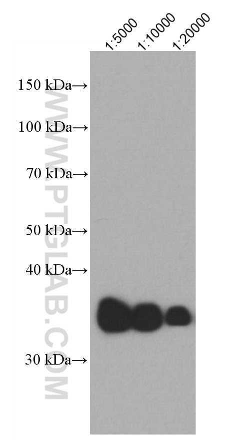 WB analysis of human plasma using 66830-1-Ig