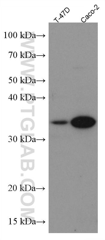 Western Blot (WB) analysis of various lysates using APOE Monoclonal antibody (66830-1-Ig)