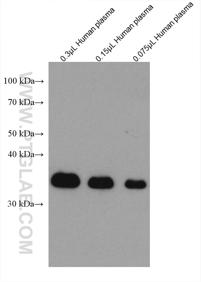 Western Blot (WB) analysis of various lysates using APOE Monoclonal antibody (66830-1-Ig)