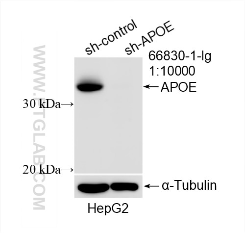 Western Blot (WB) analysis of HepG2 cells using APOE Monoclonal antibody (66830-1-Ig)