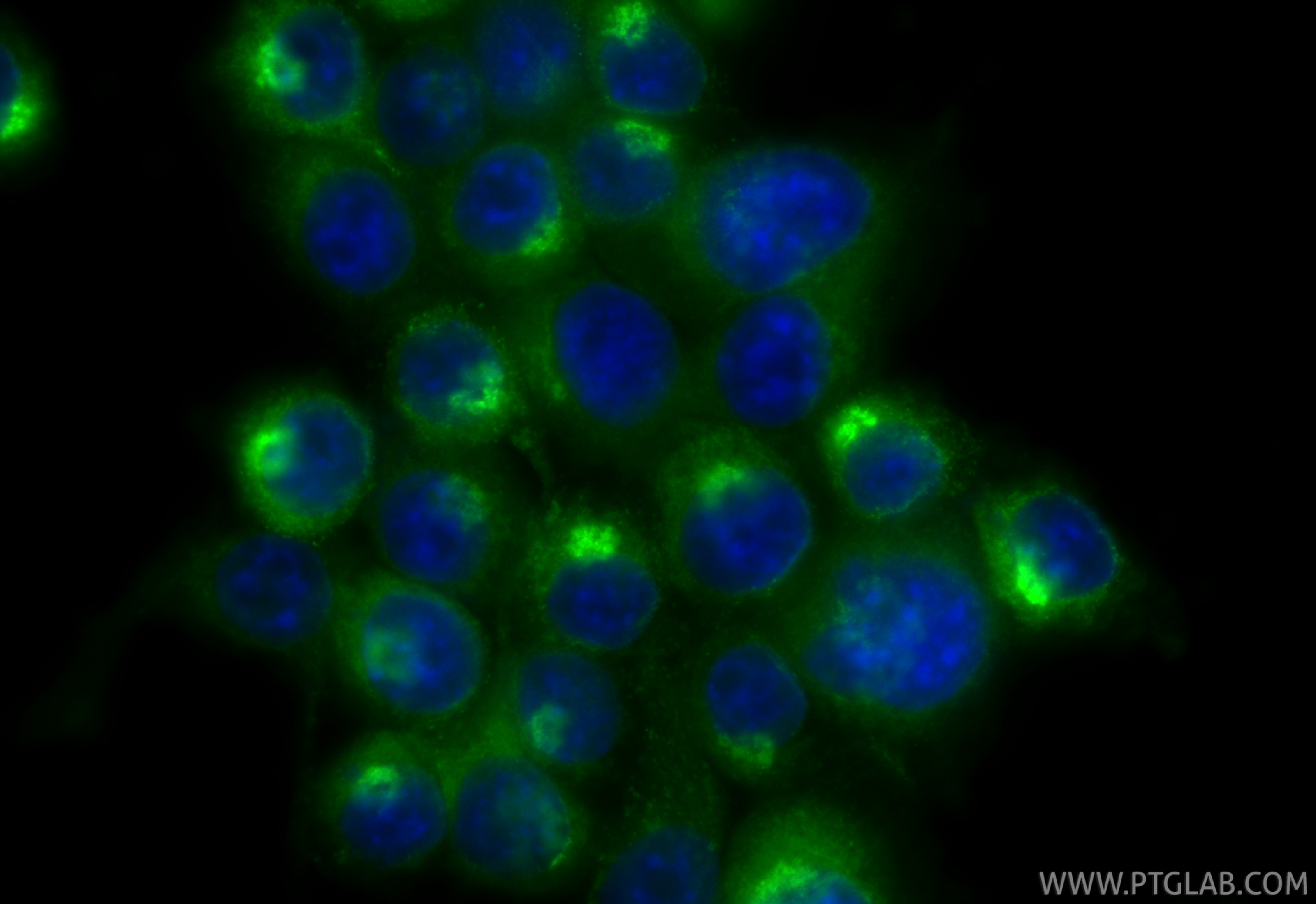 IF Staining of BV-2 using CL488-31454 Immunofluorescence (IF) / fluorescent staining of BV-2 cells using CoraLite® Plus 488-conjugated APOE Polyclonal anti (CL488-31454)