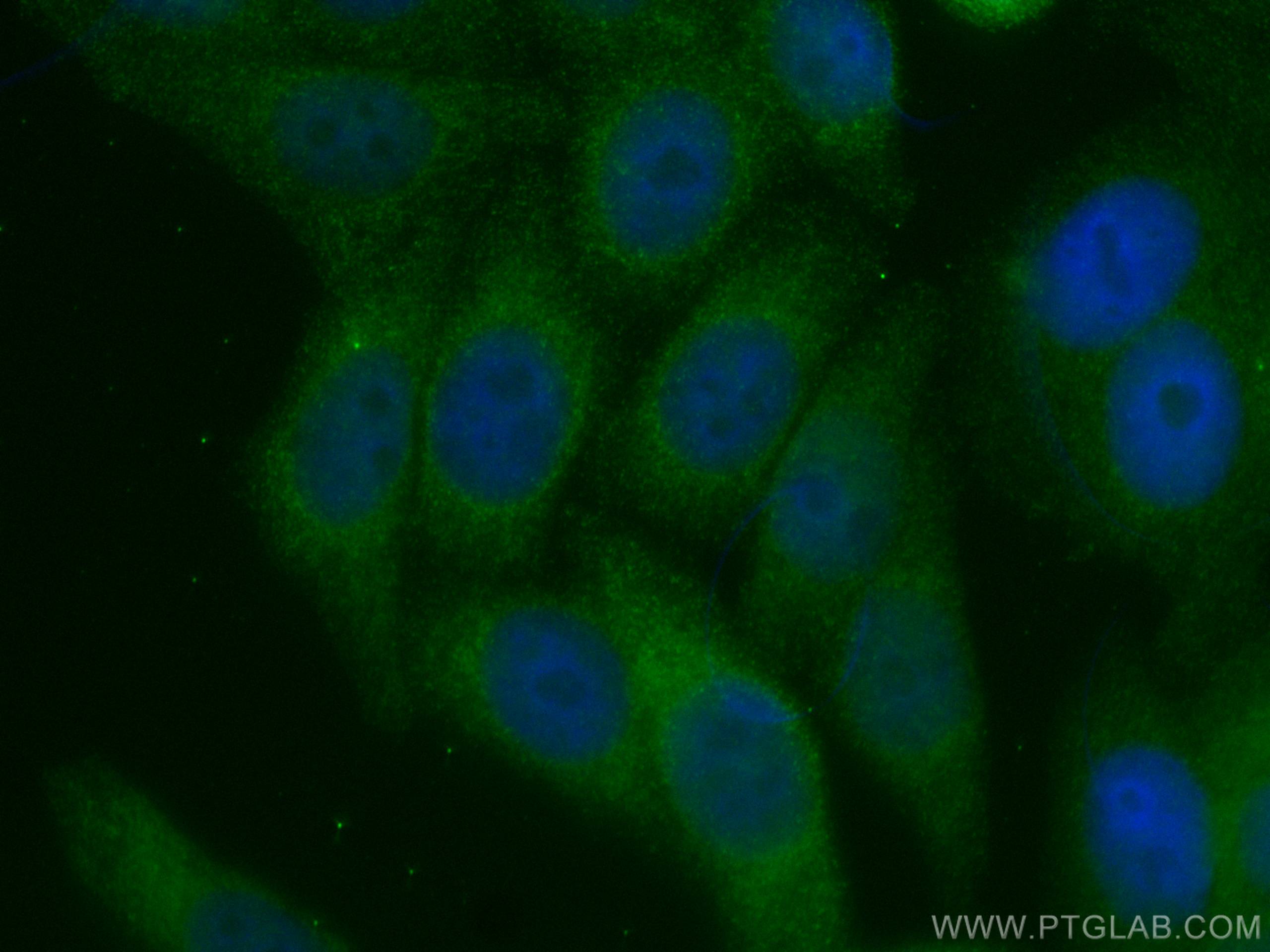 IF Staining of HepG2 using CL488-66830