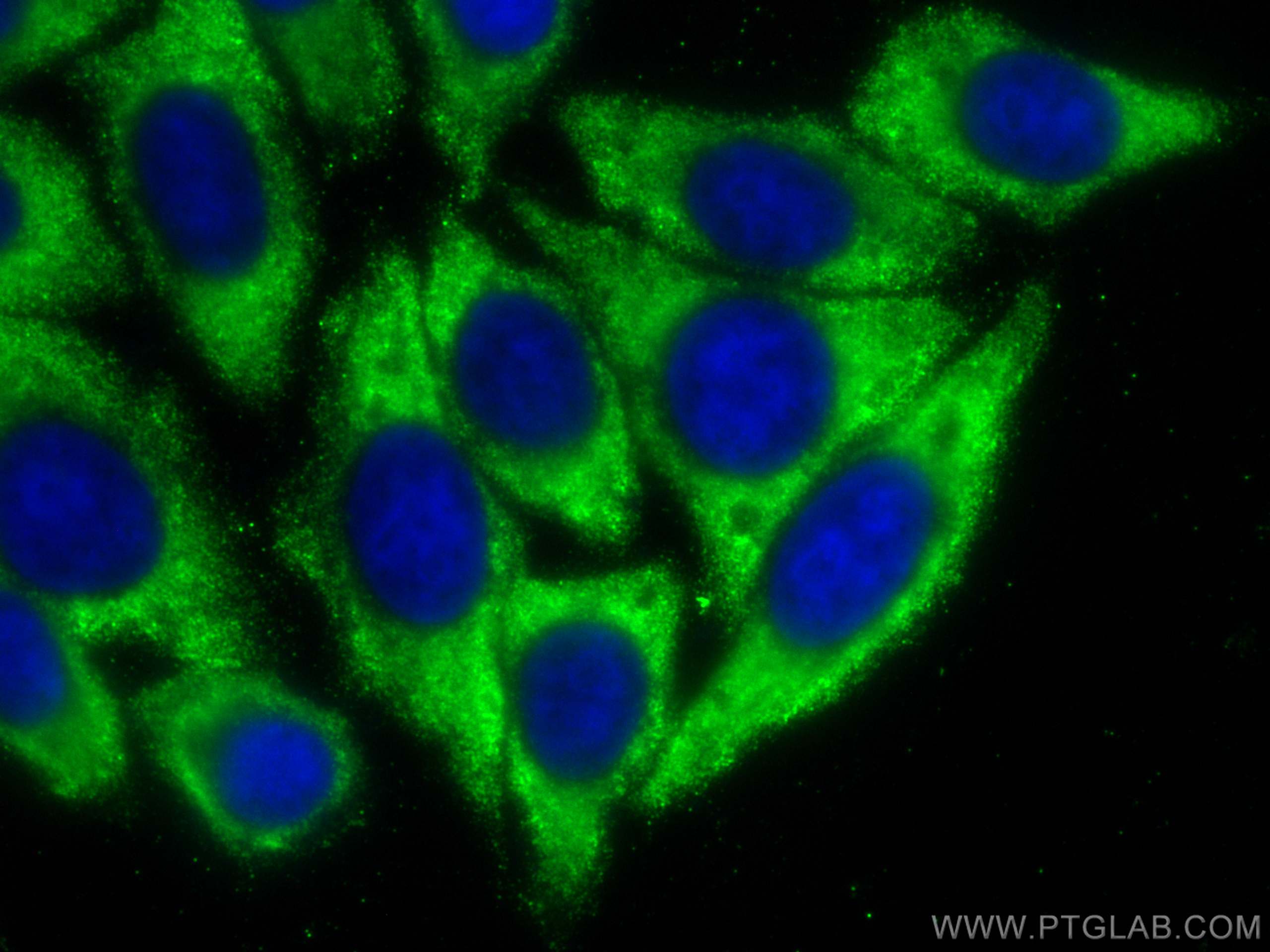 Immunofluorescence (IF) / fluorescent staining of HepG2 cells using CoraLite® Plus 488-conjugated APOE Monoclonal anti (CL488-66830)