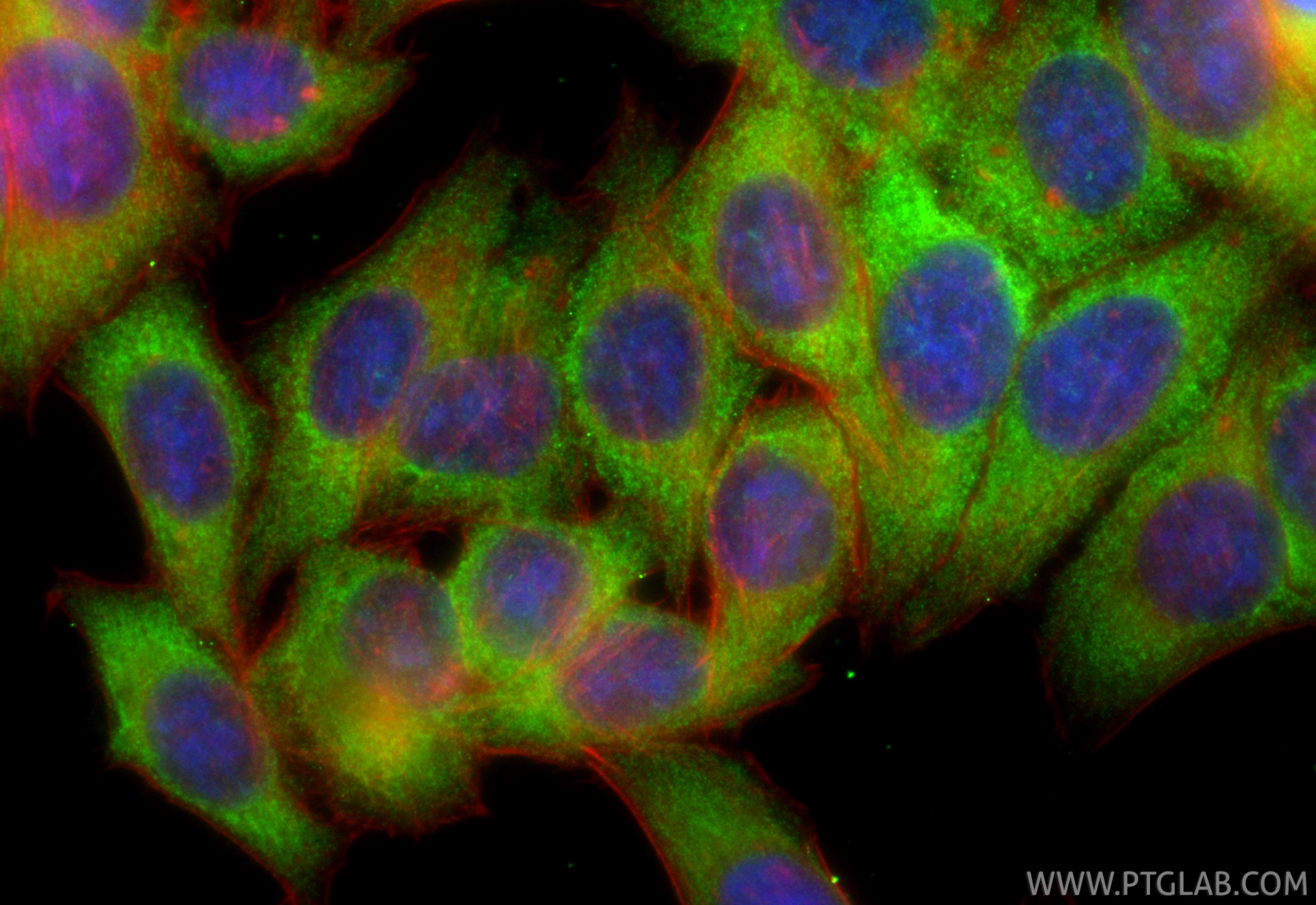 Immunofluorescence (IF) / fluorescent staining of HepG2 cells using CoraLite® Plus 488-conjugated APOE Recombinant ant (CL488-84775-7)