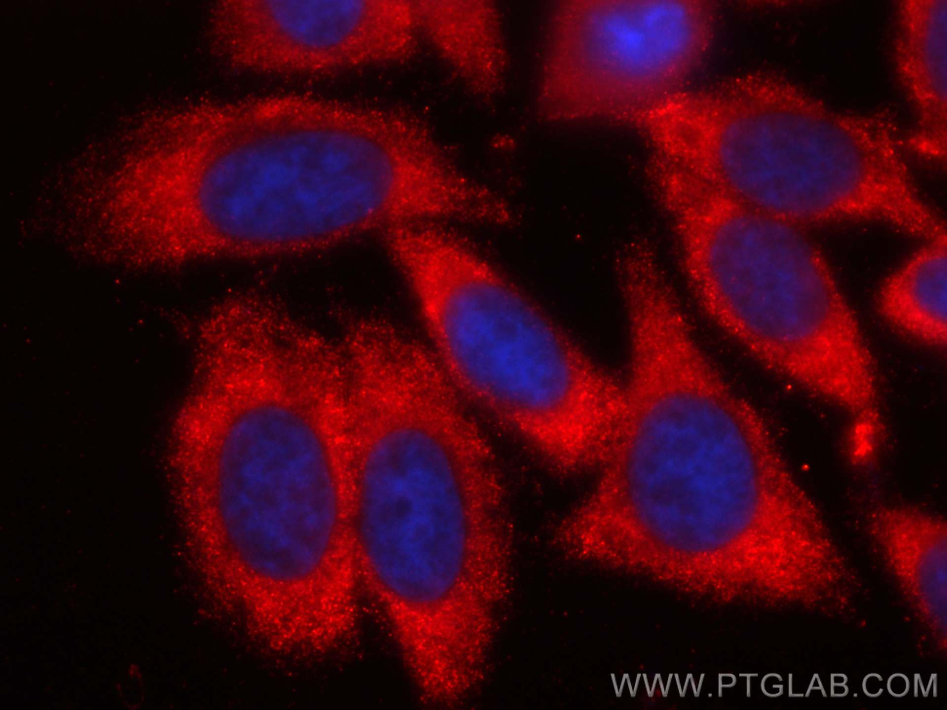 Immunofluorescence (IF) / fluorescent staining of HepG2 cells using CoraLite®594-conjugated APOE Monoclonal antibody (CL594-66830)