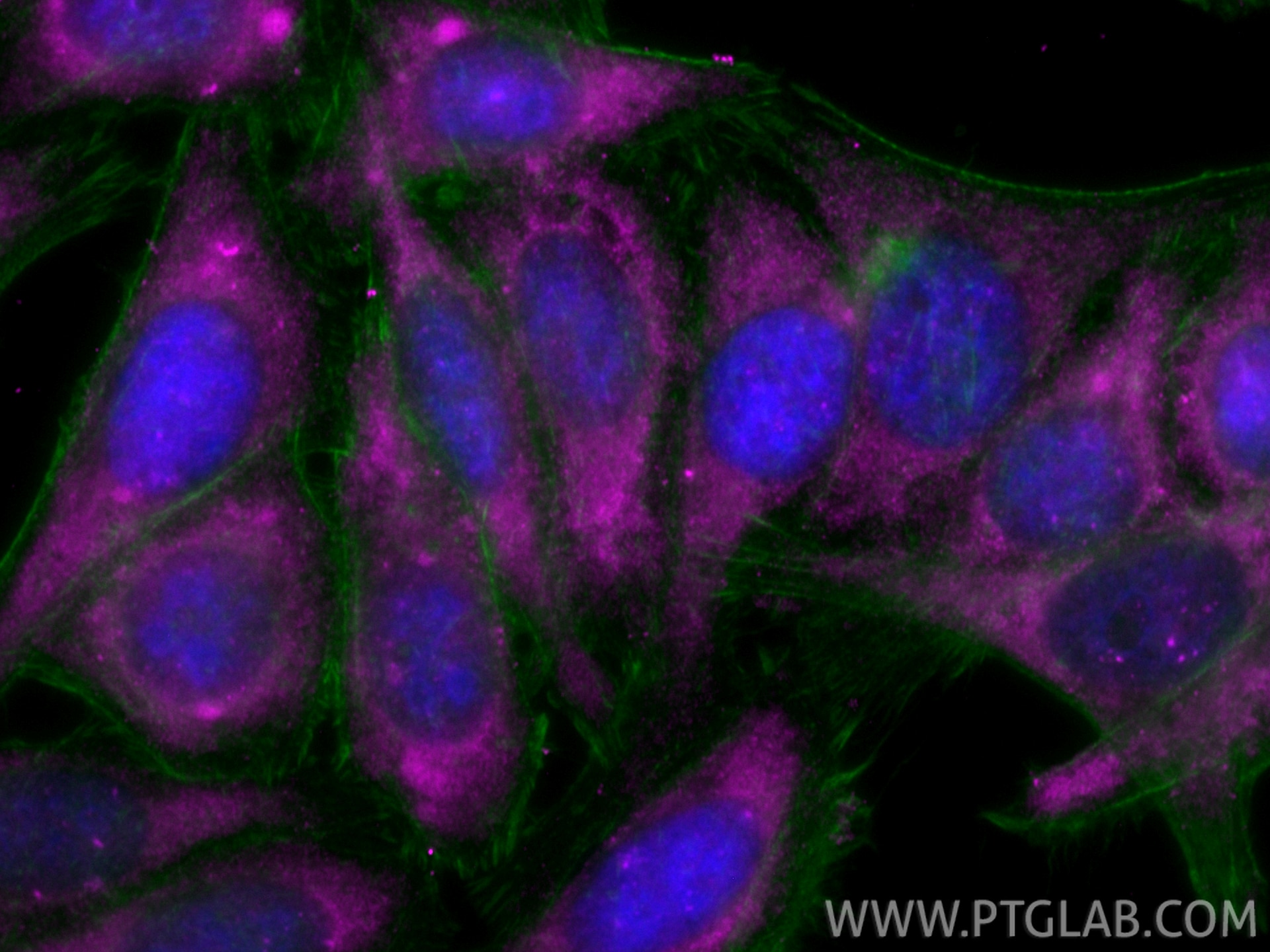 IF Staining of HepG2 using CL647-18254 Immunofluorescence (IF) / fluorescent staining of HepG2 cells using CoraLite® Plus 647-conjugated APOE Polyclonal anti (CL647-18254)