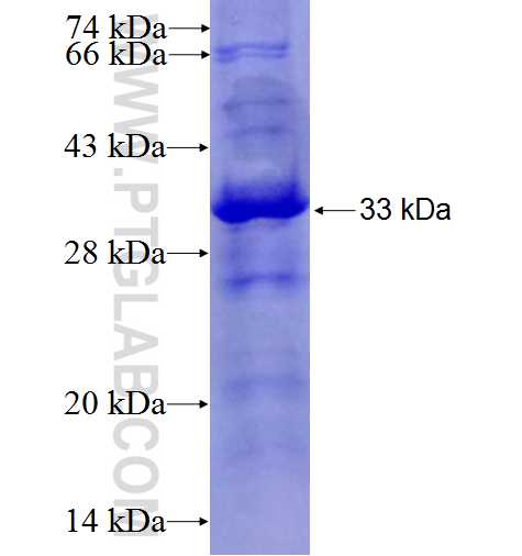 APOE fusion protein Ag26933 SDS-PAGE