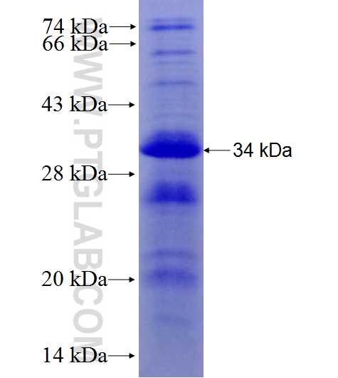 APOE fusion protein Ag28186 SDS-PAGE