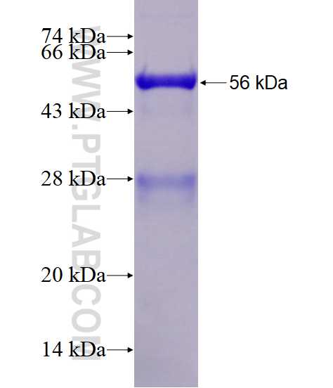 APOE fusion protein Ag13070 SDS-PAGE