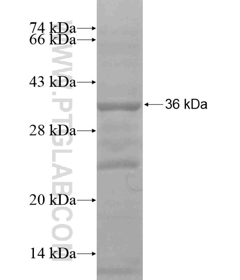 APOE fusion protein Ag19290 SDS-PAGE