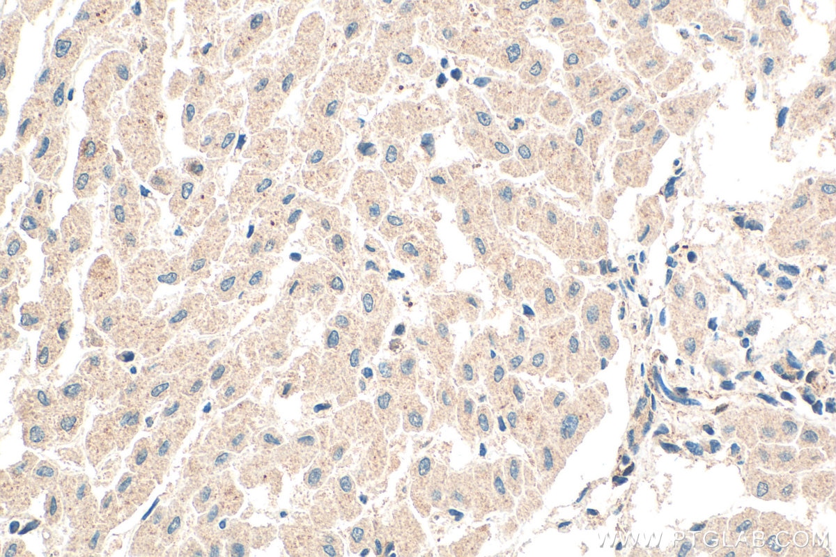 Immunohistochemistry (IHC) staining of human liver tissue using APOF Polyclonal antibody (16608-1-AP)
