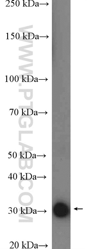 Western Blot (WB) analysis of human plasma using APOF Polyclonal antibody (16608-1-AP)