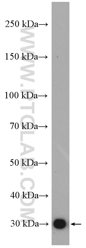 Western Blot (WB) analysis of HepG2 cells using APOF Polyclonal antibody (16608-1-AP)