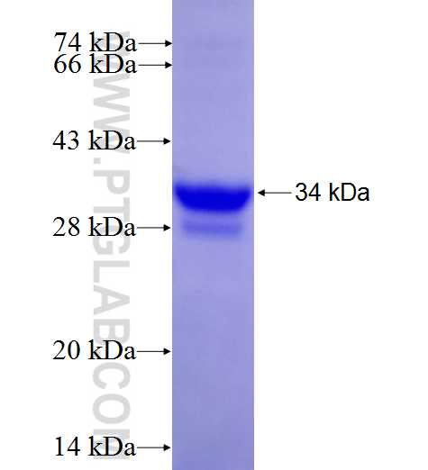 APOF fusion protein Ag9824 SDS-PAGE