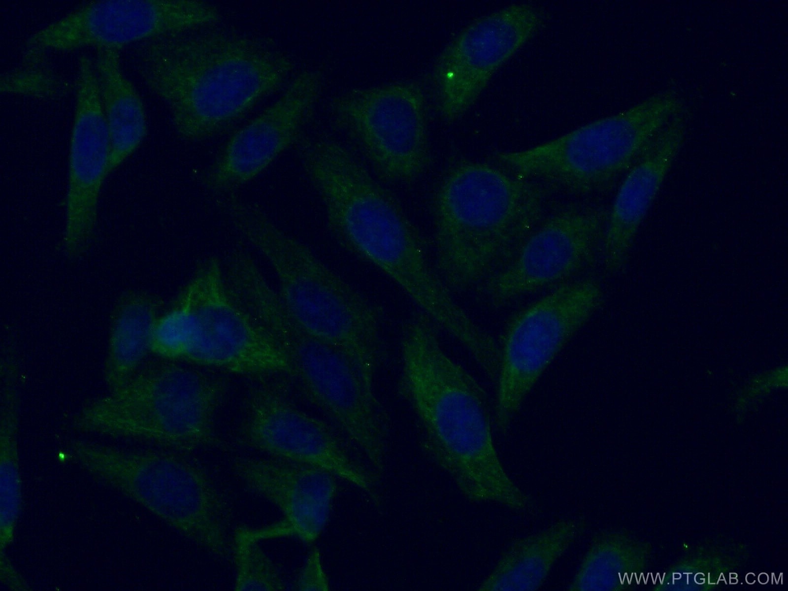 Immunofluorescence (IF) / fluorescent staining of HepG2 cells using Apolipoprotein H Polyclonal antibody (11892-1-AP)