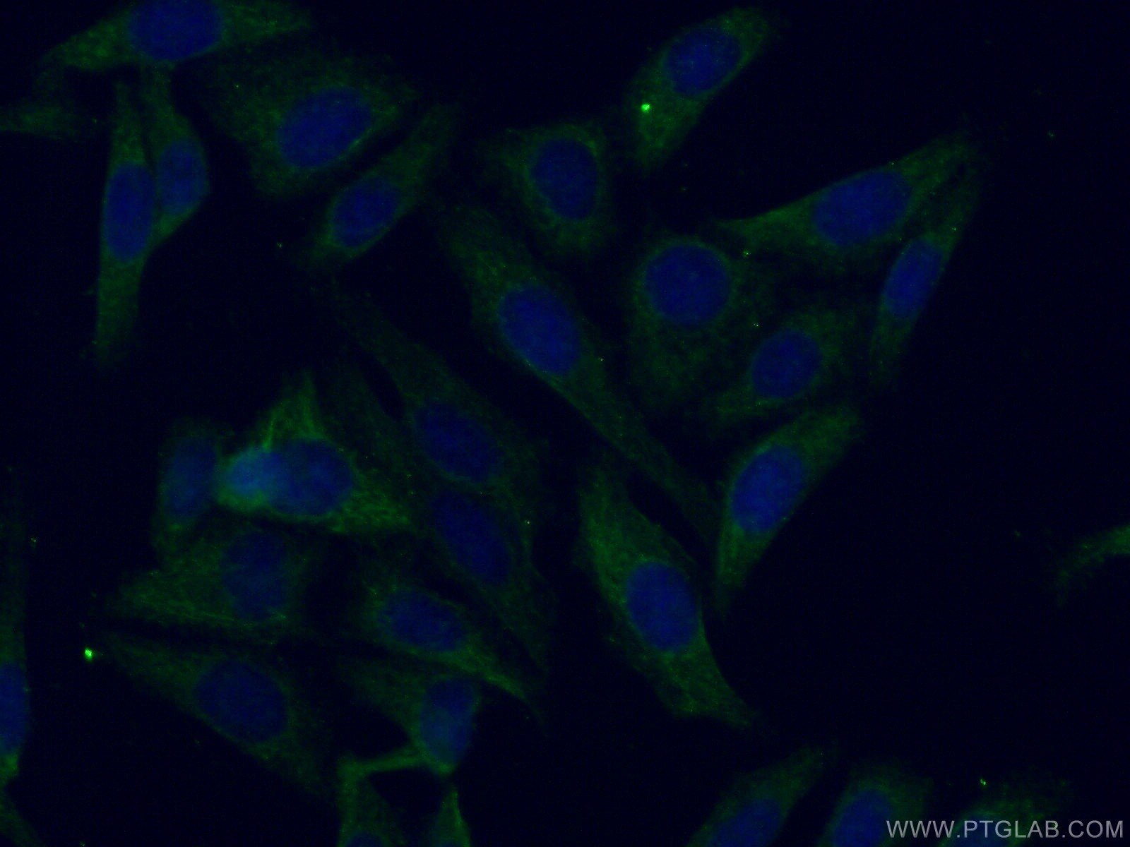 Immunofluorescence (IF) / fluorescent staining of HepG2 cells using Apolipoprotein H Polyclonal antibody (11892-1-AP)