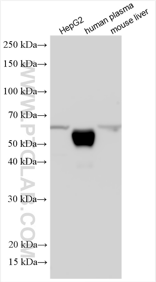 Western Blot (WB) analysis of various lysates using Apolipoprotein H Polyclonal antibody (11892-1-AP)