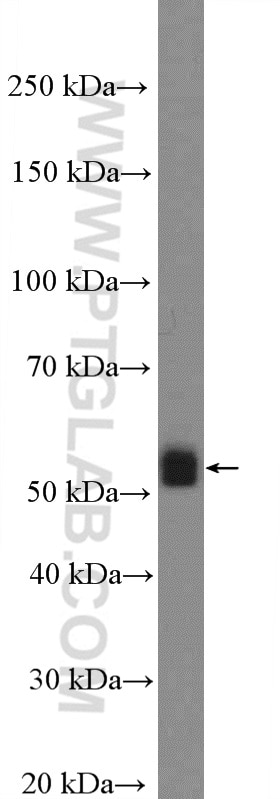 Western Blot (WB) analysis of mouse testis tissue using Apolipoprotein H Polyclonal antibody (11892-1-AP)