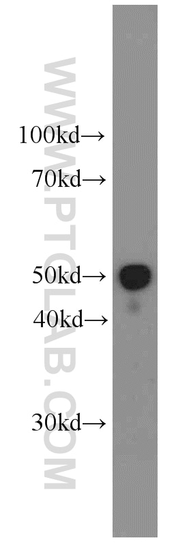 Western Blot (WB) analysis of human testis tissue using Apolipoprotein H Monoclonal antibody (66074-1-Ig)