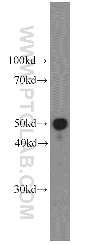 WB analysis of human testis using 66074-1-Ig