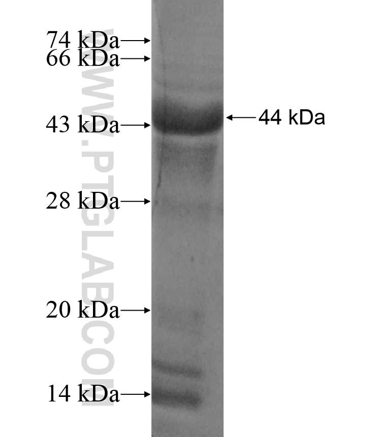APOH fusion protein Ag17915 SDS-PAGE