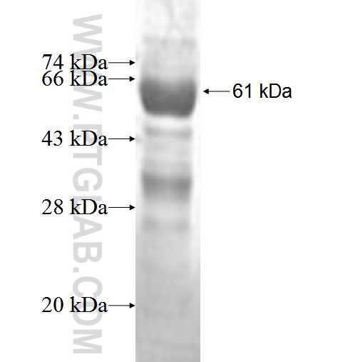 APOH fusion protein Ag2500 SDS-PAGE