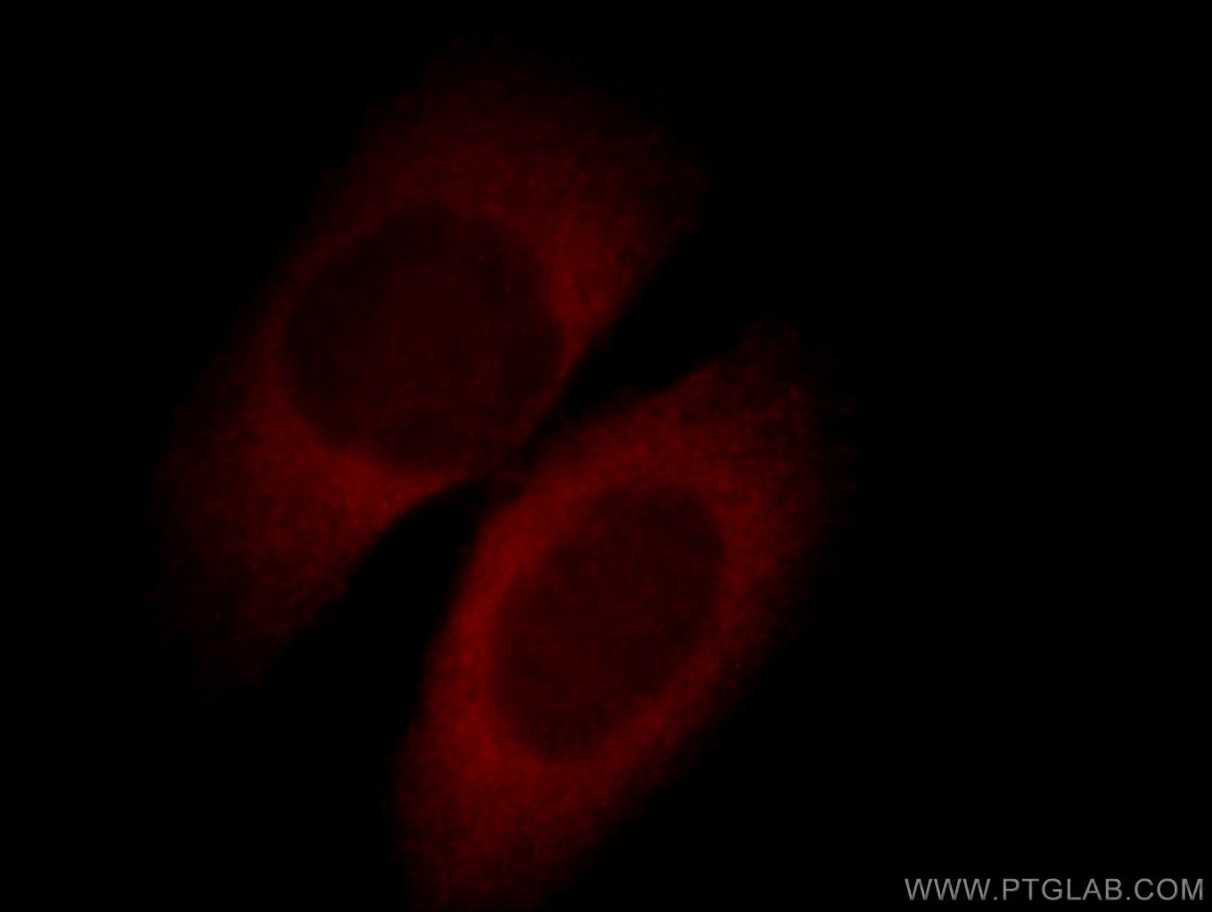 Immunofluorescence (IF) / fluorescent staining of HepG2 cells using APOL1 Polyclonal antibody (11486-2-AP)