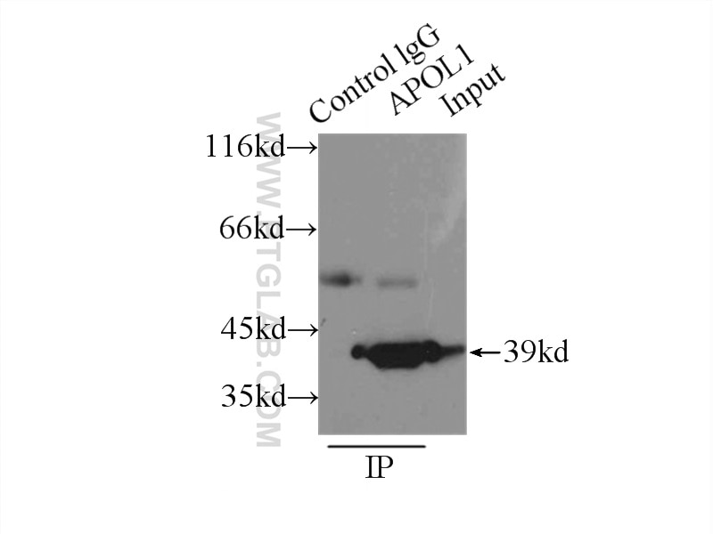 Immunoprecipitation (IP) experiment of HepG2 cells using APOL1 Polyclonal antibody (11486-2-AP)