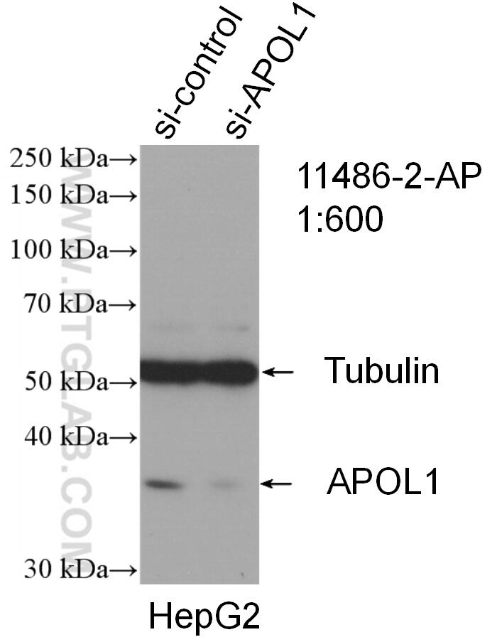 Western Blot (WB) analysis of HepG2 cells using APOL1 Polyclonal antibody (11486-2-AP)
