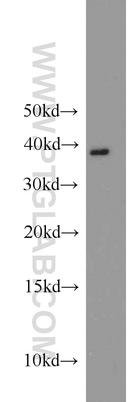 Western Blot (WB) analysis of MCF-7 cells using APOL1 Polyclonal antibody (11486-2-AP)