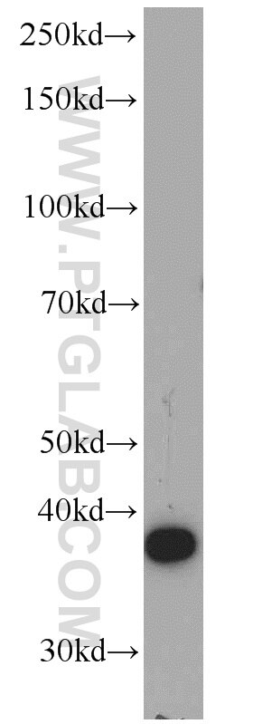 Western Blot (WB) analysis of HepG2 cells using APOL1 Polyclonal antibody (11486-2-AP)