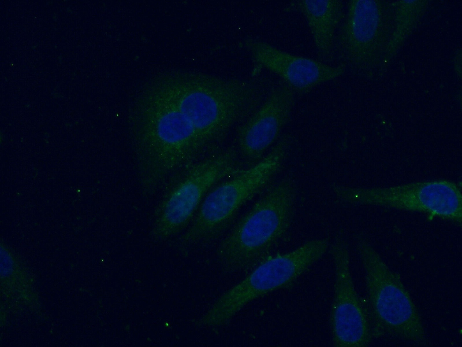 IF Staining of HepG2 using 66124-1-Ig