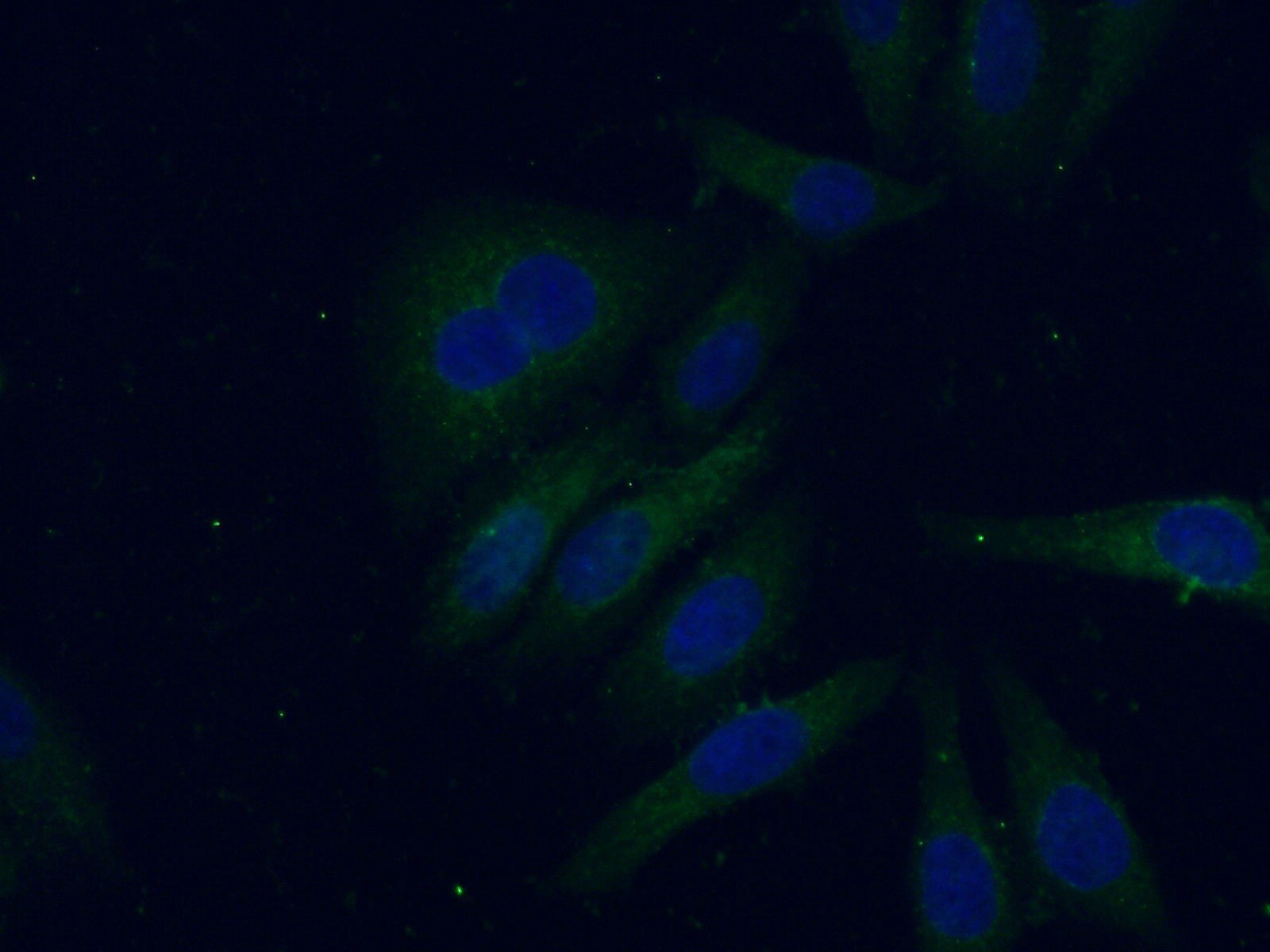 Immunofluorescence (IF) / fluorescent staining of HepG2 cells using APOL1-Specific Monoclonal antibody (66124-1-Ig)