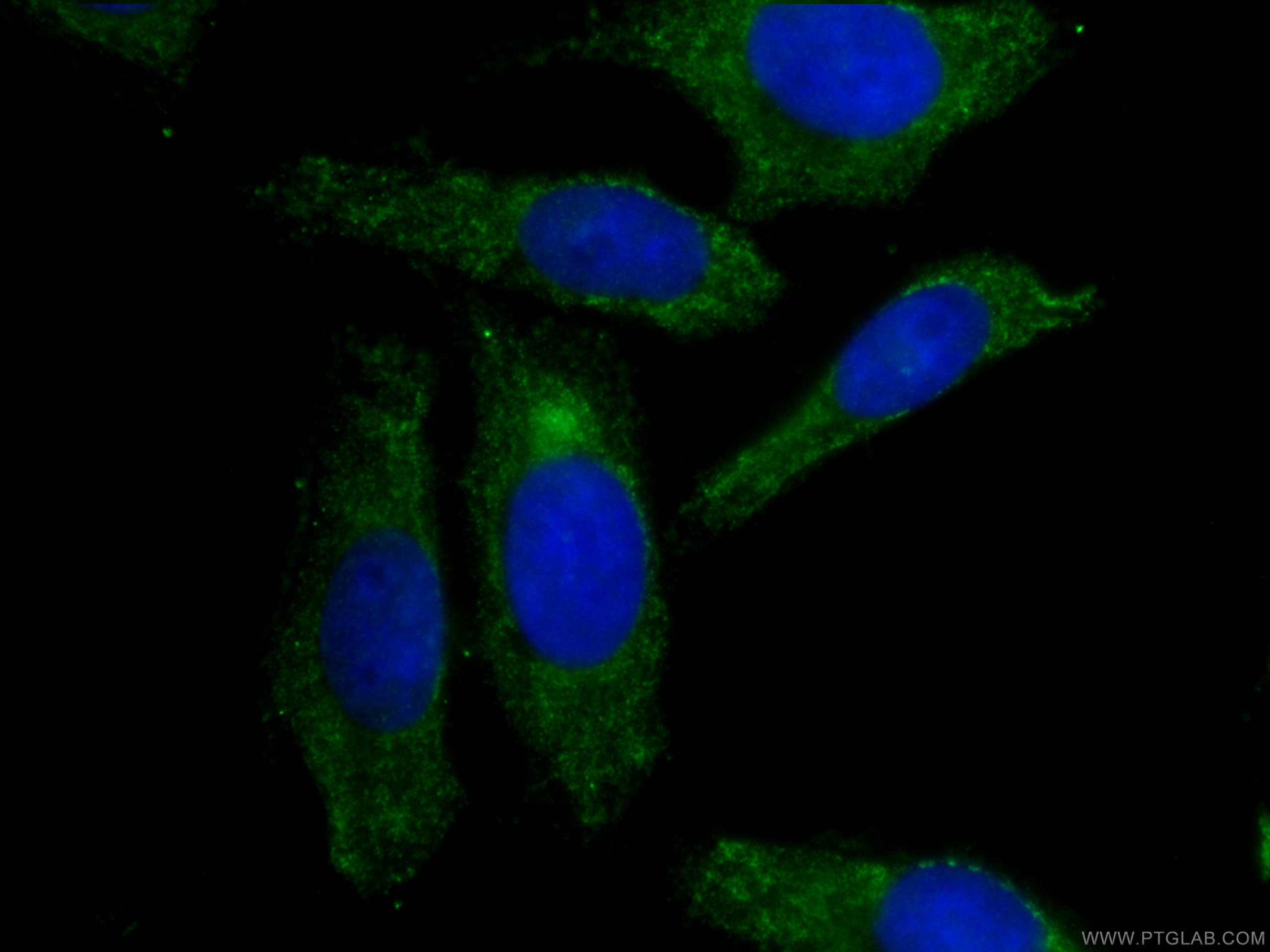 Immunofluorescence (IF) / fluorescent staining of HepG2 cells using CoraLite® Plus 488-conjugated APOL1-Specific Monoc (CL488-66124)