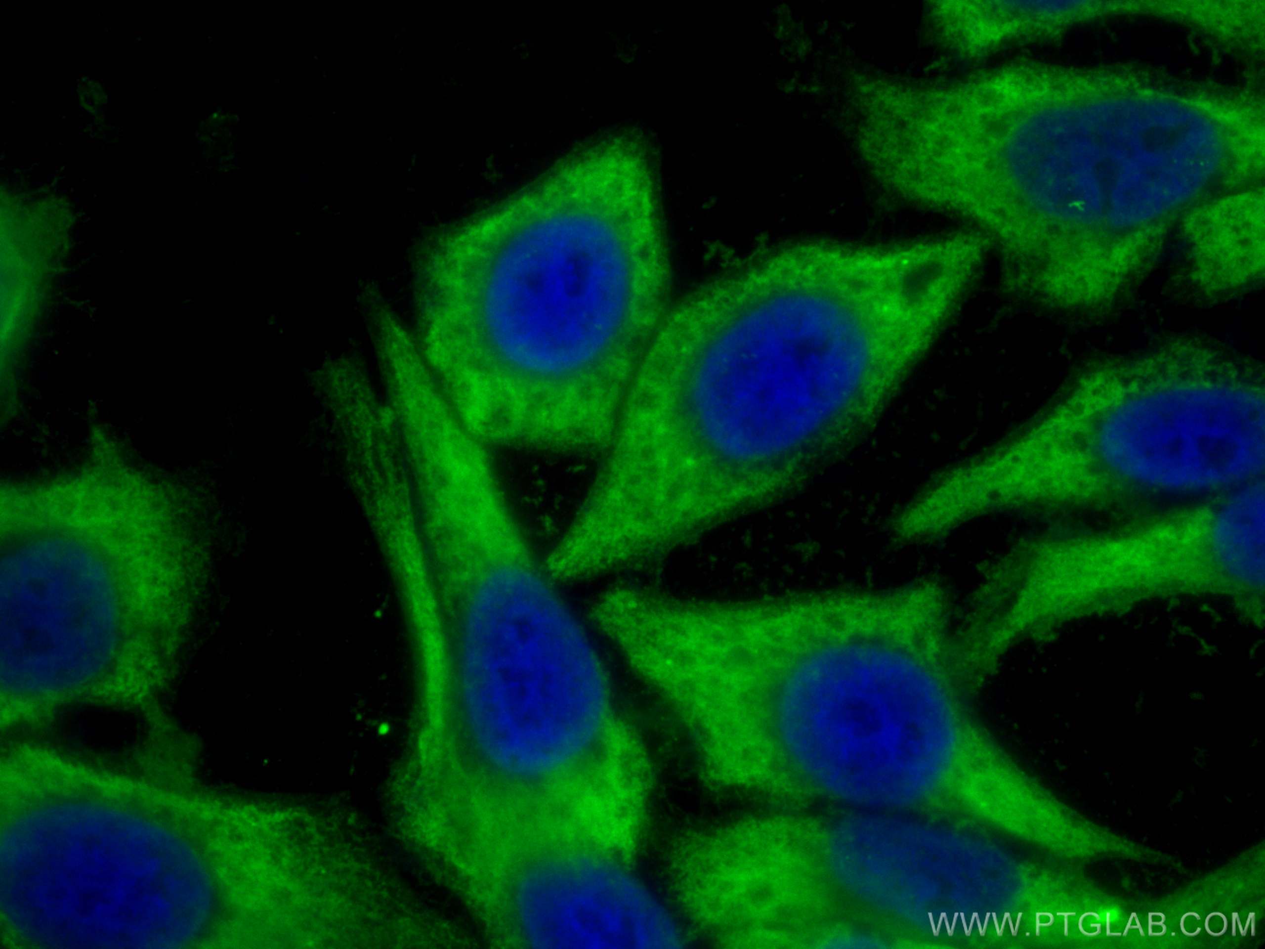 Immunofluorescence (IF) / fluorescent staining of HepG2 cells using CoraLite® Plus 488-conjugated APOL1-Specific Monoc (CL488-66124)